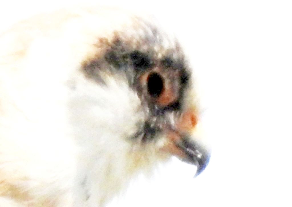 femmina di Falco cuculo (Falco vespertinus)  con Occhio malato