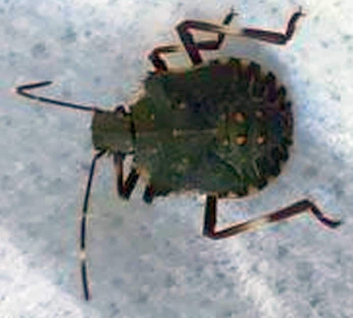 neanide di Halyomorpha halys (Pentatomidae)