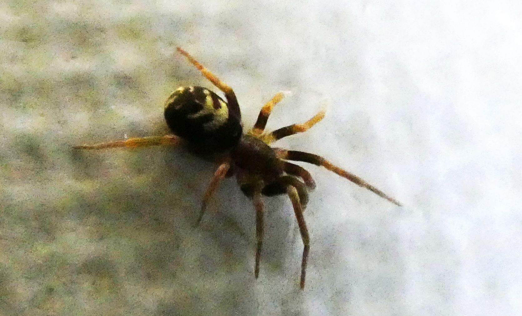 Pritha sagittata femmina, Milano