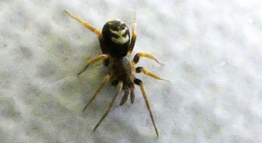 Pritha sagittata femmina, Milano