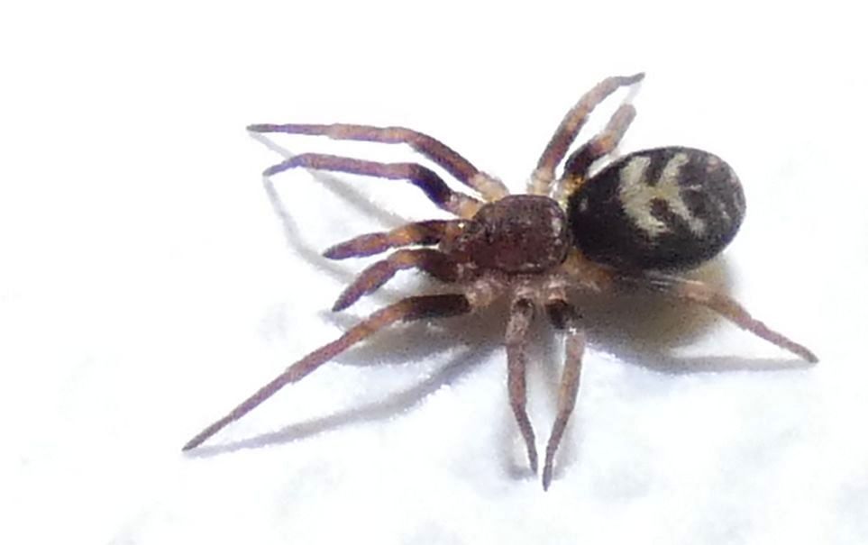 Pritha sagittata femmina, Milano