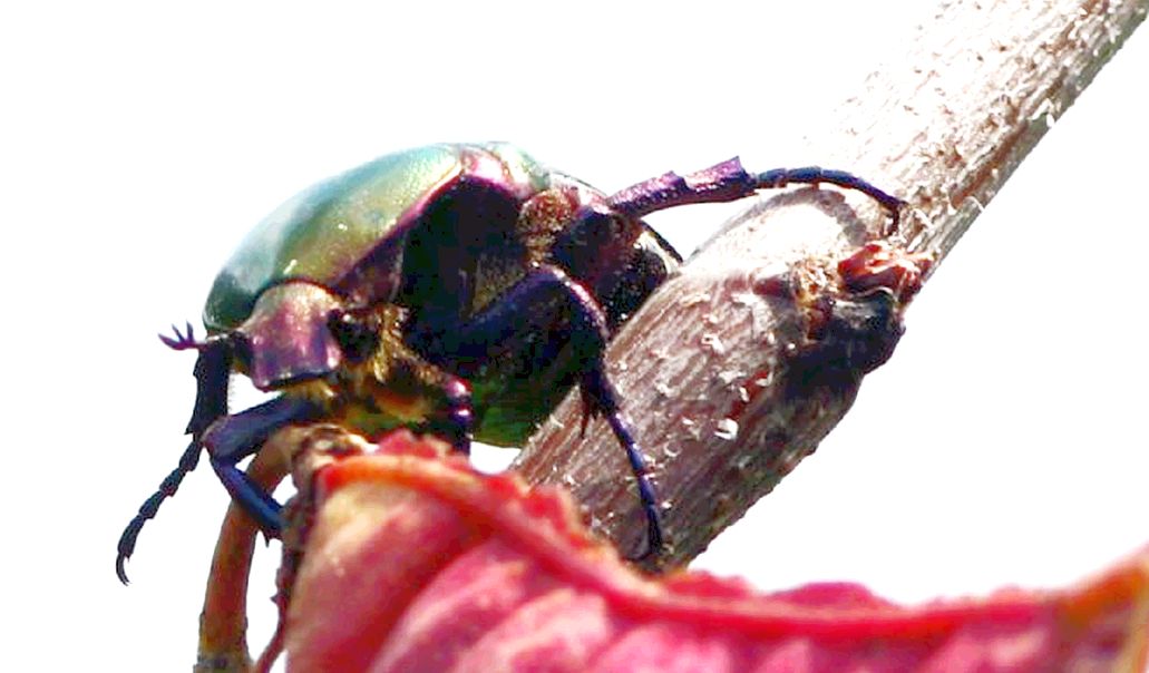 Cetonia aurata? No, Protaetia cuprea cuprea