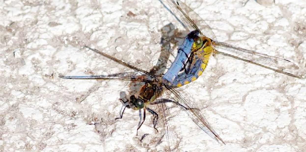 Blu, blu-giallo: Orthetrum cancellatum