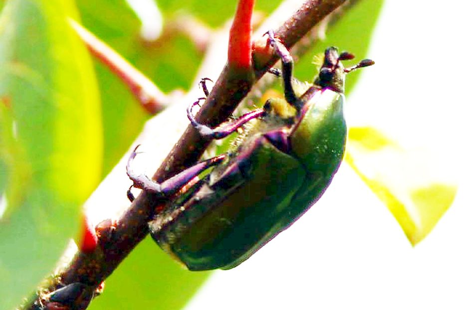 Cetonia aurata? No, Protaetia cuprea cuprea