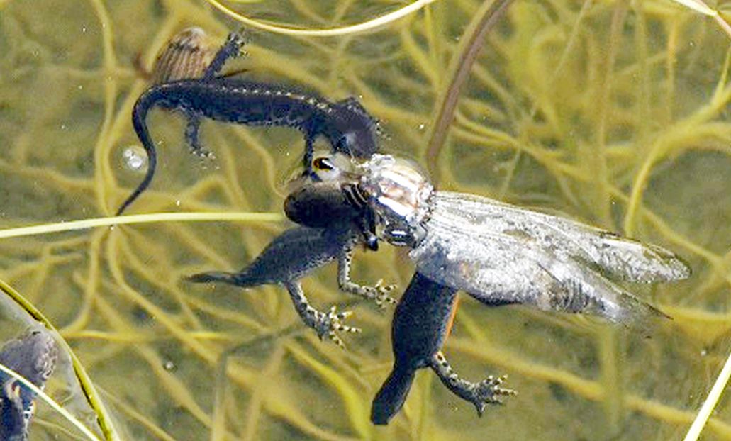 Tritone alpino Ichthyosaura alpestris, libellula Aeshna juncea, ditiscide Acilius sulcatus