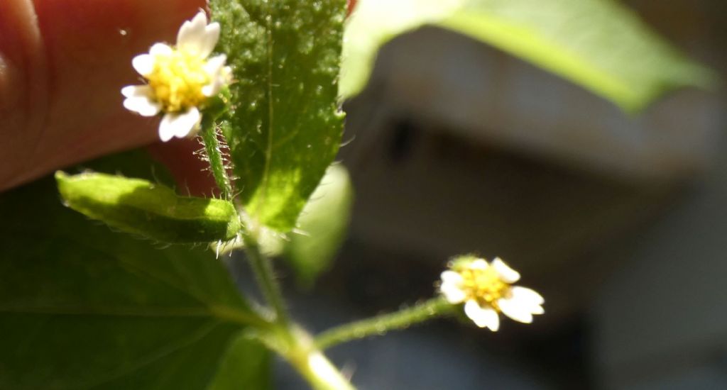 Galinsoga quadriradiata (=ciliata)