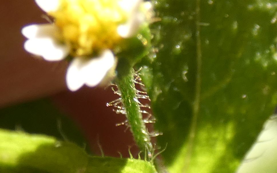 Galinsoga quadriradiata (=ciliata)