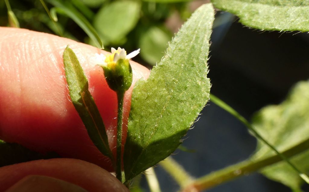 Galinsoga quadriradiata (=ciliata)