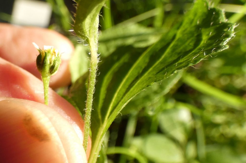 Galinsoga quadriradiata (=ciliata)