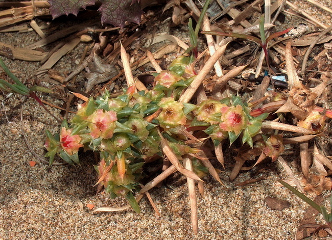 Salsola kali / Salsola erba cali