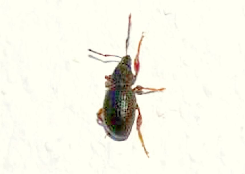 coleottero infestante: cfr. Otiorhynchus sp. (Curculionidae)