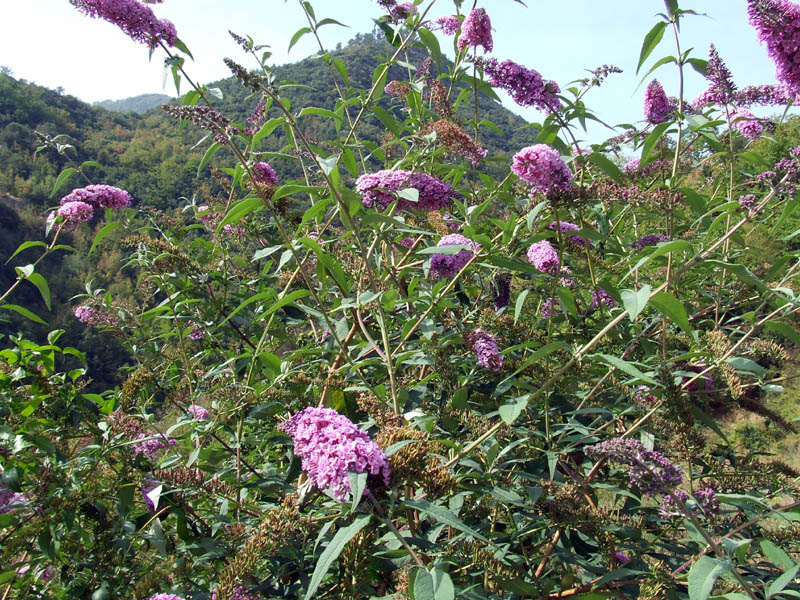 Buddleja davidii / Buddleja