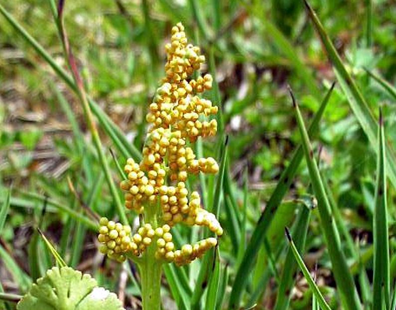Botrychium lunaria / Botrichio