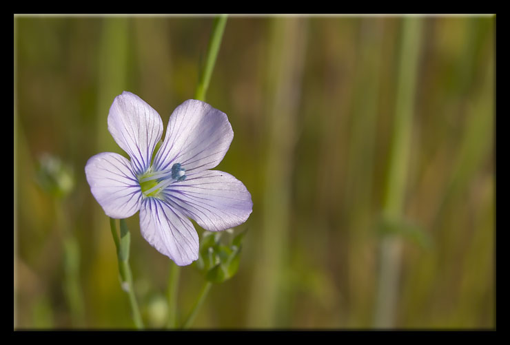 Linum a confronto