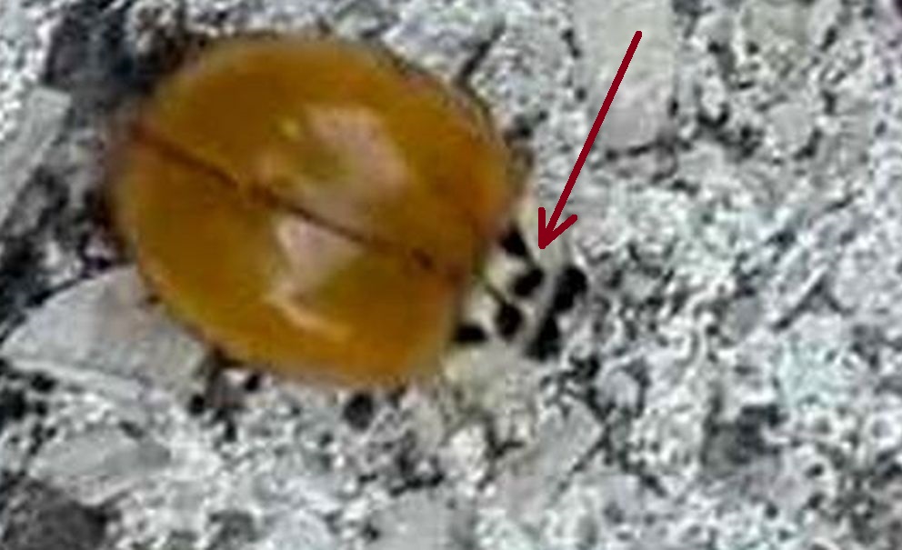 Coccinella senza puntini neri: cos''?  Harmonia axyridis !