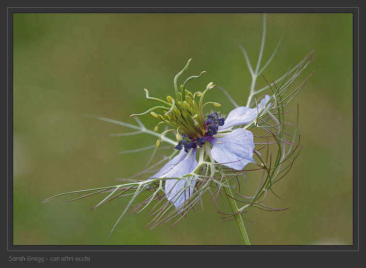 Nigella damascena / Damigella scapigliata