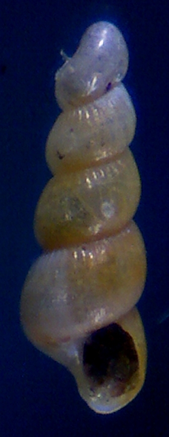 Ebala nitidissima