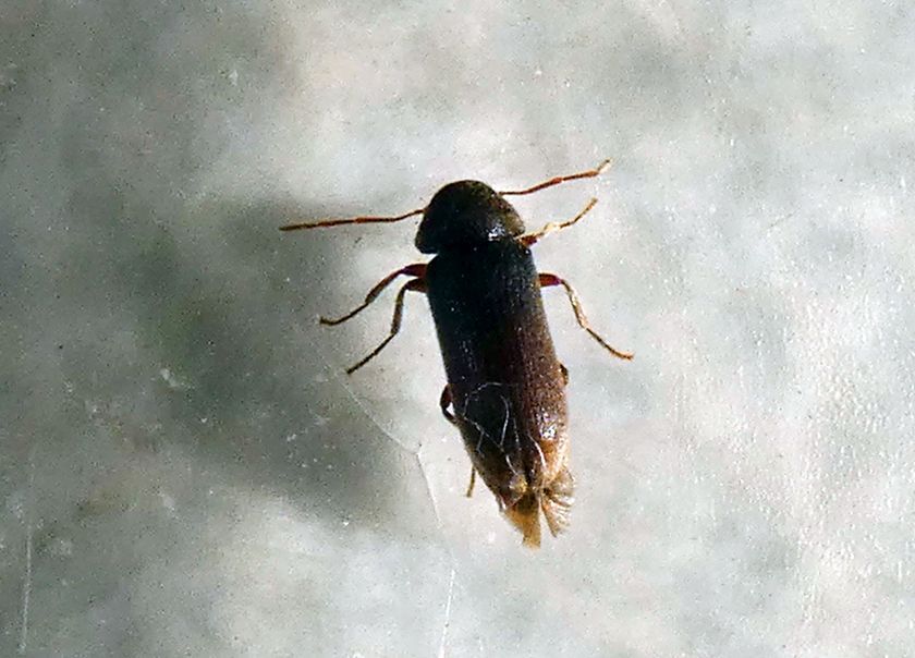 Anobiidae: Oligomerus cfr. brunneus