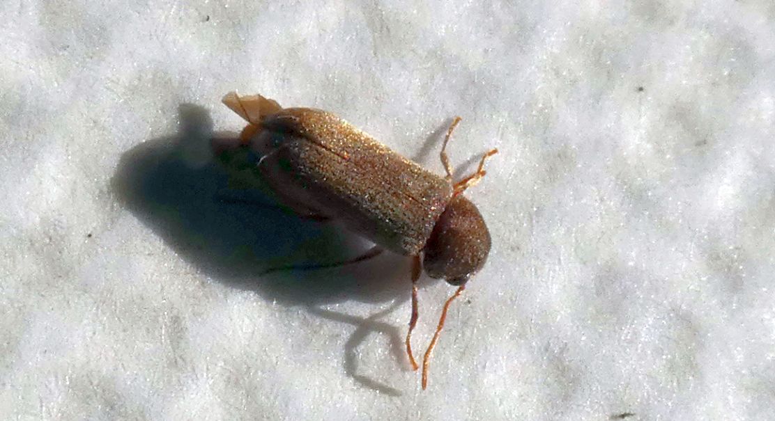 Anobiidae: Oligomerus cfr. brunneus