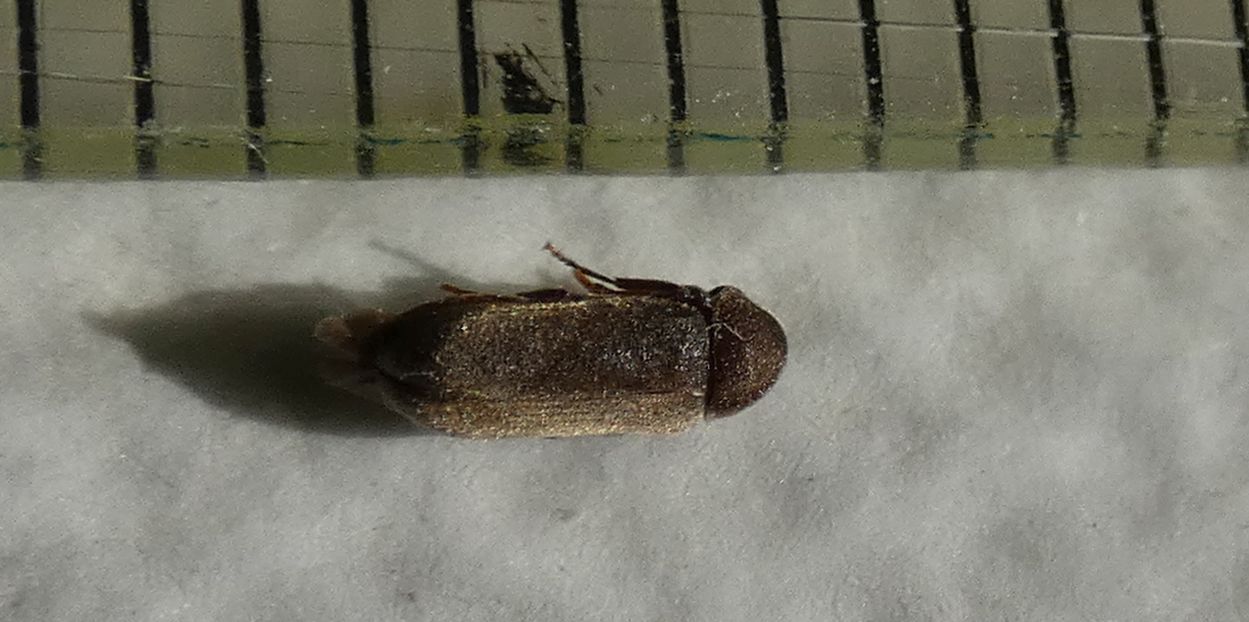 Anobiidae: Oligomerus cfr. brunneus