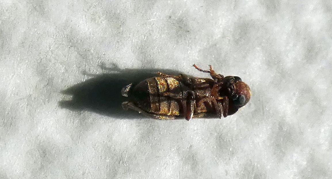 Anobiidae: Oligomerus cfr. brunneus