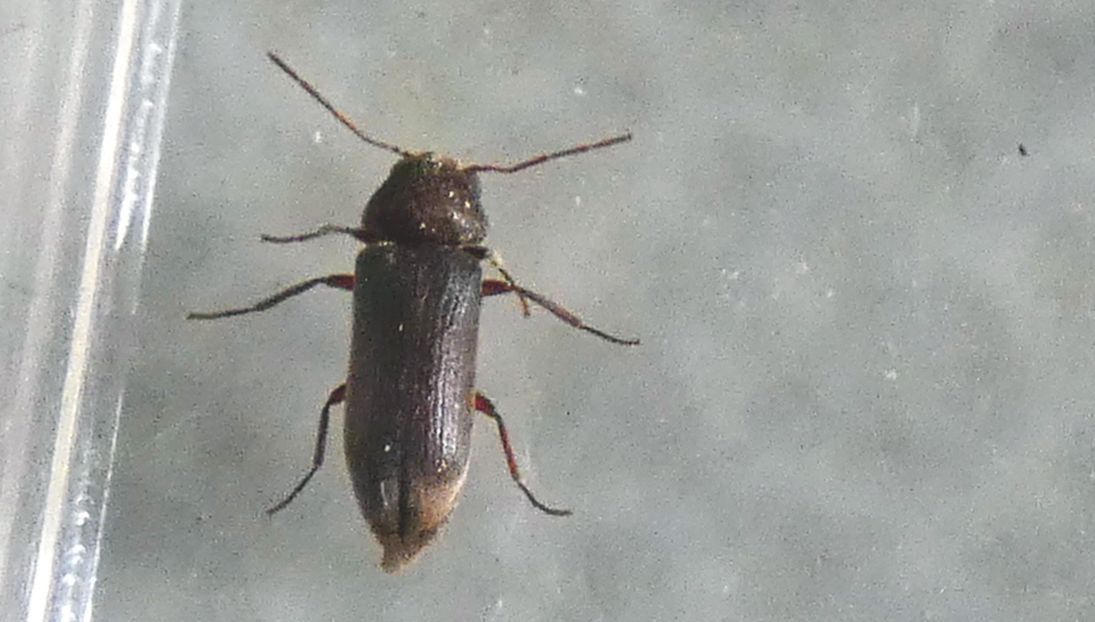 Anobiidae: Oligomerus cfr. brunneus