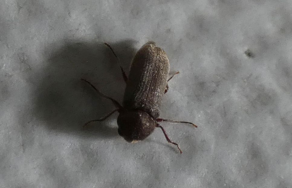 Anobiidae: Oligomerus cfr. brunneus