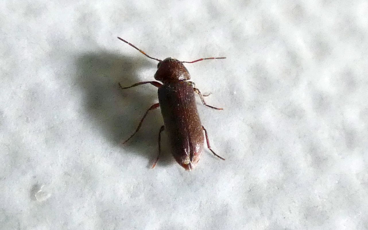 Anobiidae: Oligomerus cfr. brunneus