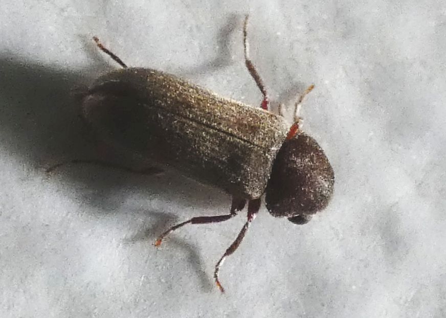 Anobiidae: Oligomerus cfr. brunneus