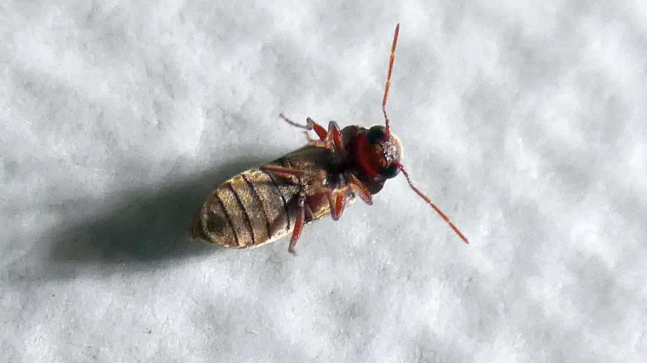 Anobiidae: Oligomerus cfr. brunneus