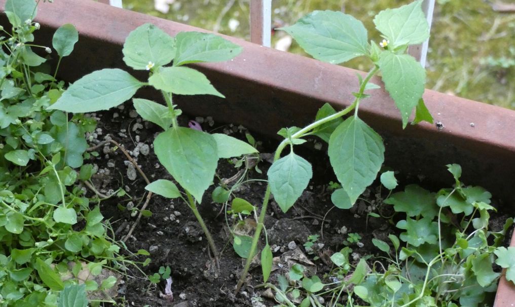 Galinsoga quadriradiata (=ciliata)