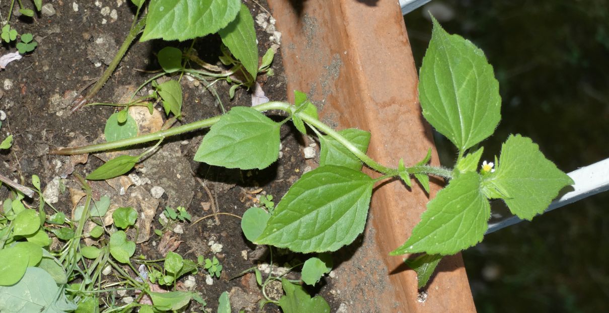 Galinsoga quadriradiata (=ciliata)