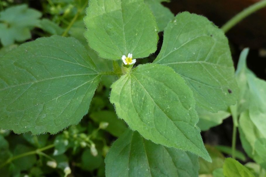 Galinsoga quadriradiata (=ciliata)