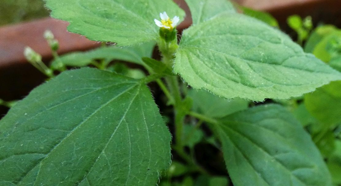 Galinsoga quadriradiata (=ciliata)