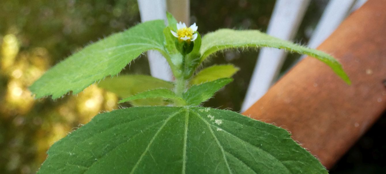 Galinsoga quadriradiata (=ciliata)