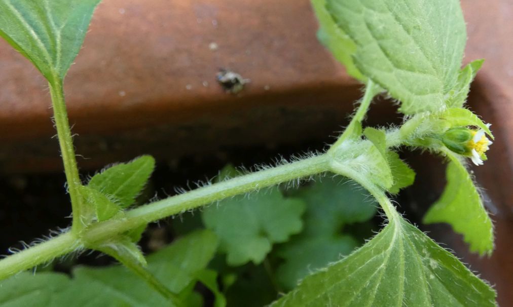 Galinsoga quadriradiata (=ciliata)