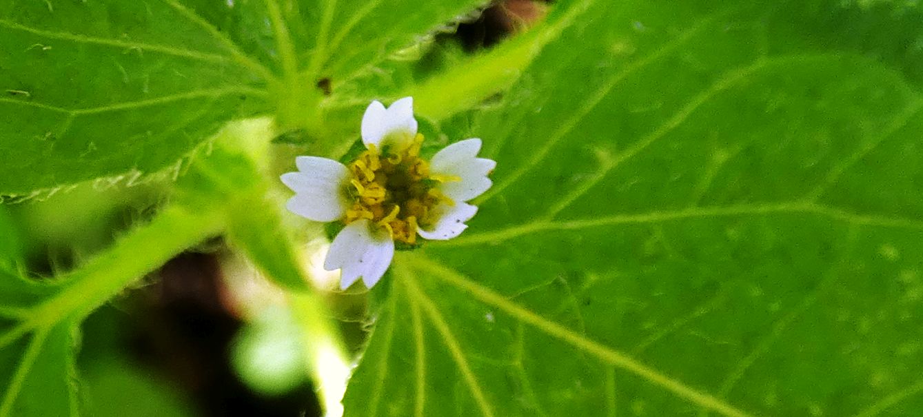 Galinsoga quadriradiata (=ciliata)