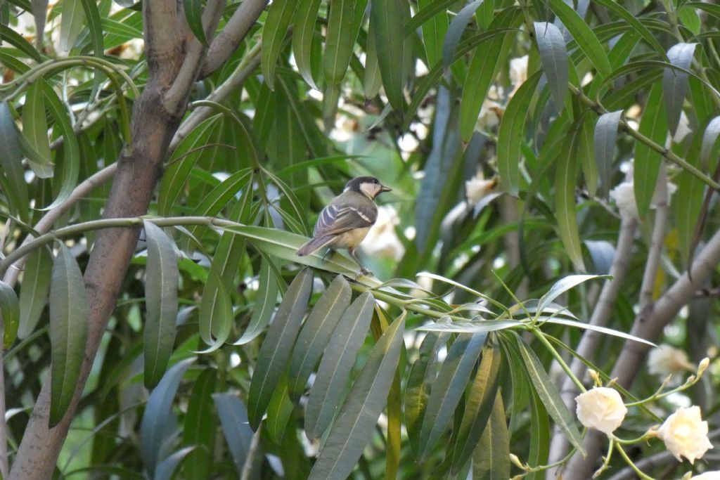 Cinciallegra (Parus major)