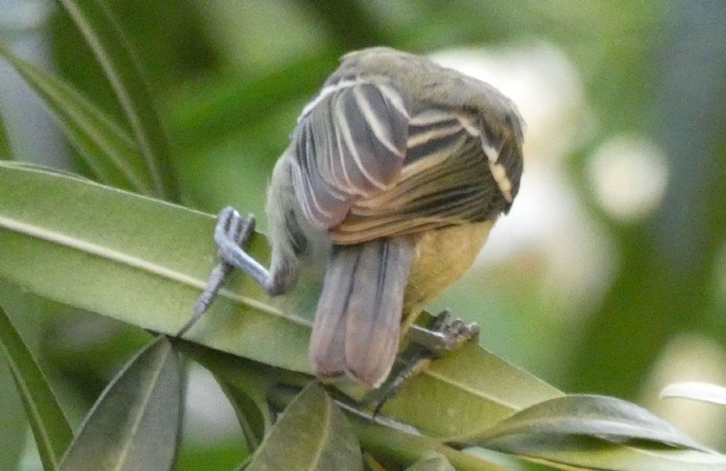 Cinciallegra (Parus major)