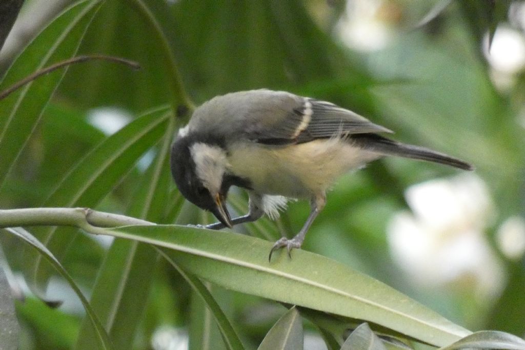 Cinciallegra (Parus major)