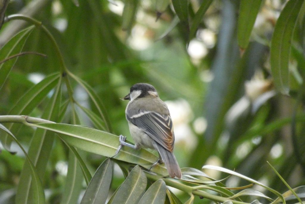 Cinciallegra (Parus major)