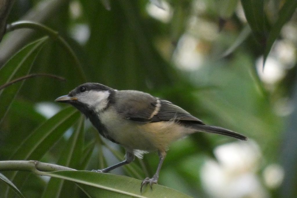 Cinciallegra (Parus major)