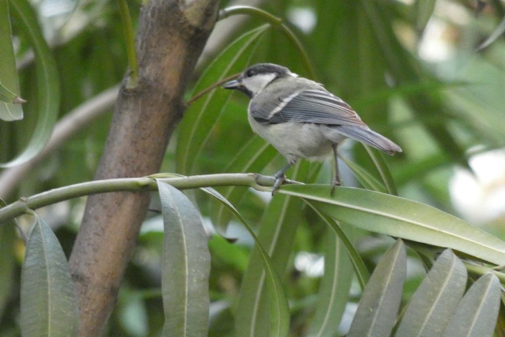 Cinciallegra (Parus major)