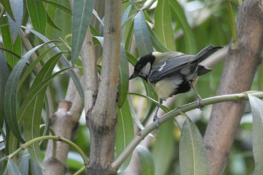 Cinciallegra (Parus major)