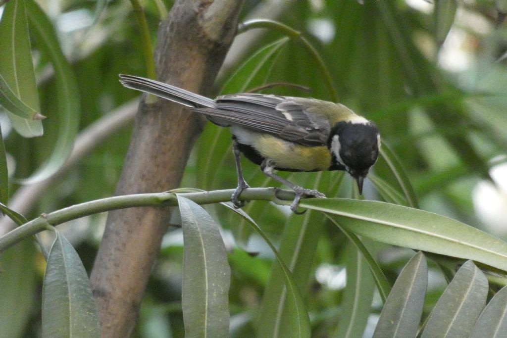 Cinciallegra (Parus major)