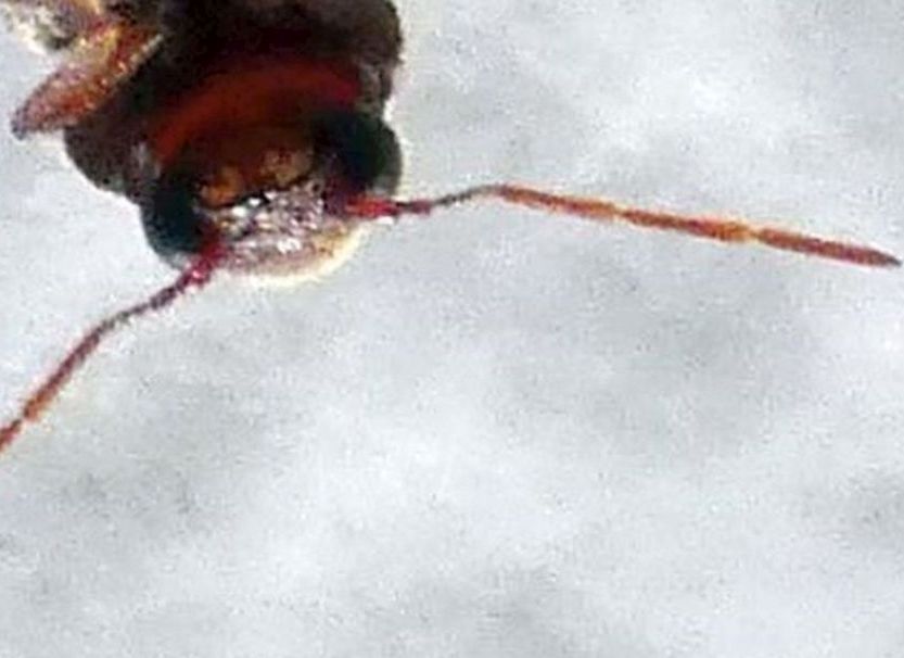 Anobiidae: Oligomerus cfr. brunneus