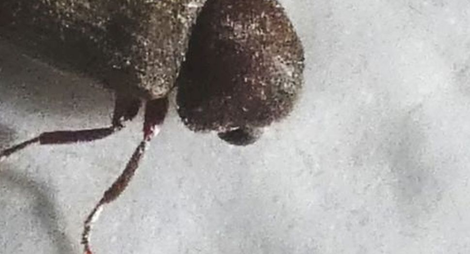 Anobiidae: Oligomerus cfr. brunneus
