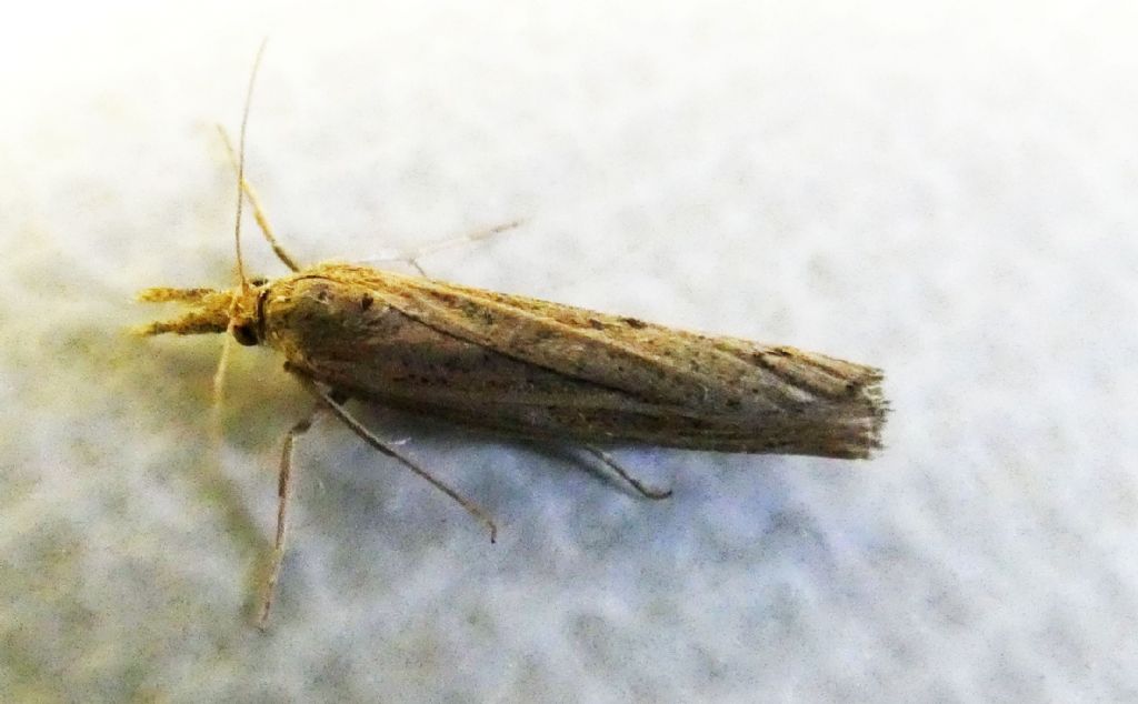 Crambidae: cfr. Pediasia contaminella