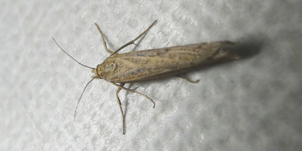 Crambidae: cfr. Pediasia contaminella