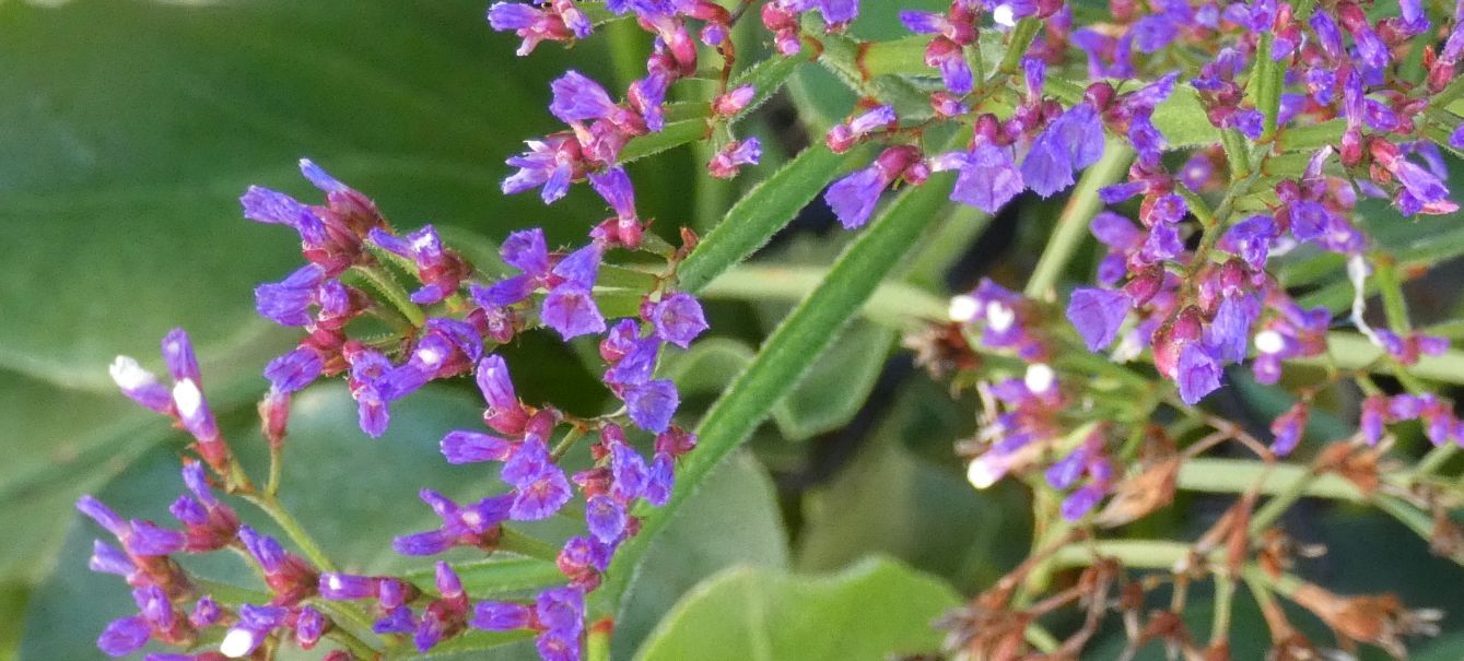 Fiore dall''Australia (WA): Limonium perezii (Plumbaginaceae)